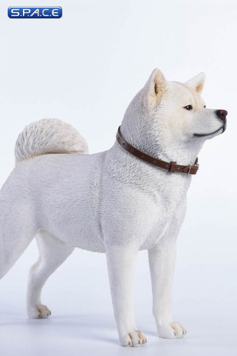 1 6 Scale White Japanese Akita