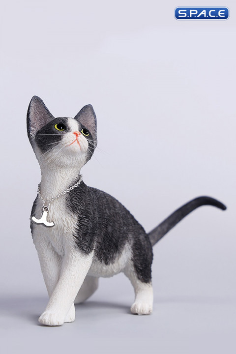 1/6 Scale Devon Rex Cat (black/white)