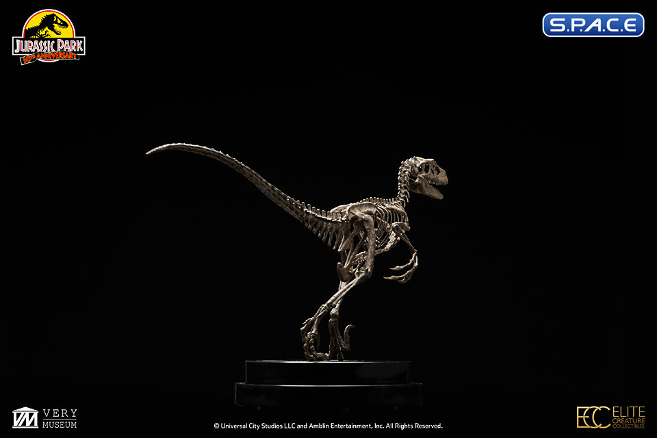 18 Scale Velociraptor Skeleton Bronze Statue Jurassic Park 