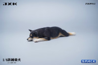 1/6 Scale Shiba Inu - sleeping on stomach (black)