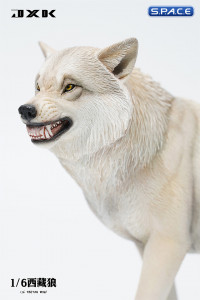 1/6 Scale Tibetan Wolf Version A1