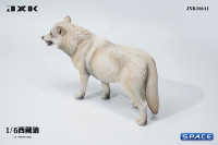 1/6 Scale Tibetan Wolf Version A1