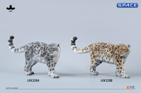 1/6 Scale Snow Leopard