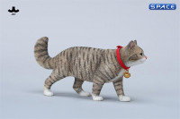 1/6 Scale chinese Rural Cat Version D