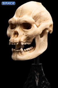 Skull of Lurtz (Lord of the Rings)