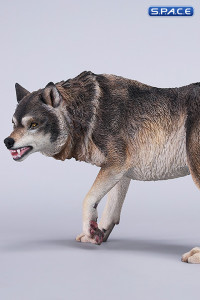 1/6 Scale Dire Wolf Version A