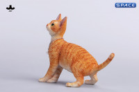 1/6 Scale Devon Rex Cat (red)