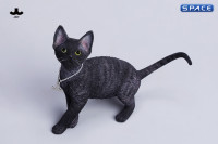 1/6 Scale Devon Rex Cat (black)