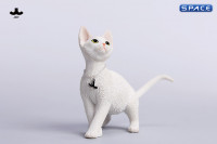 1/6 Scale Devon Rex Cat (white)