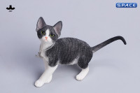 1/6 Scale Devon Rex Cat (black/white)