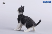 1/6 Scale Devon Rex Cat (black/white)