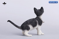 1/6 Scale Devon Rex Cat (black/white)