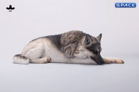 1/6 Scale lying German Shepherd (grey)