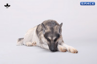 1/6 Scale lying German Shepherd (grey)