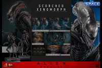 1/6 Scale Scorched Xenomorph Movie Masterpiece MMS784 (Alien: Romulus)