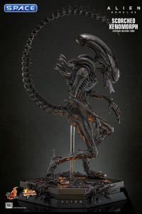 1/6 Scale Scorched Xenomorph Movie Masterpiece MMS784 (Alien: Romulus)