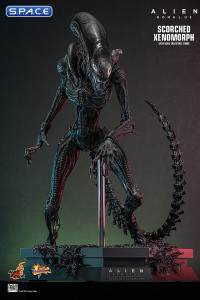 1/6 Scale Scorched Xenomorph Movie Masterpiece MMS784 (Alien: Romulus)