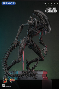 1/6 Scale Scorched Xenomorph Movie Masterpiece MMS784 (Alien: Romulus)