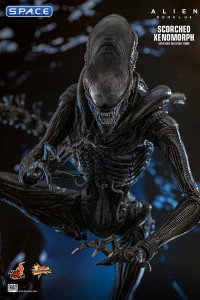 1/6 Scale Scorched Xenomorph Movie Masterpiece MMS784 (Alien: Romulus)