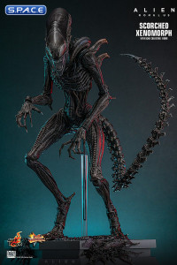 1/6 Scale Scorched Xenomorph Movie Masterpiece MMS784 (Alien: Romulus)