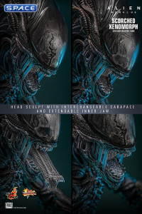 1/6 Scale Scorched Xenomorph Movie Masterpiece MMS784 (Alien: Romulus)