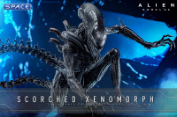 1/6 Scale Scorched Xenomorph Movie Masterpiece MMS784 (Alien: Romulus)